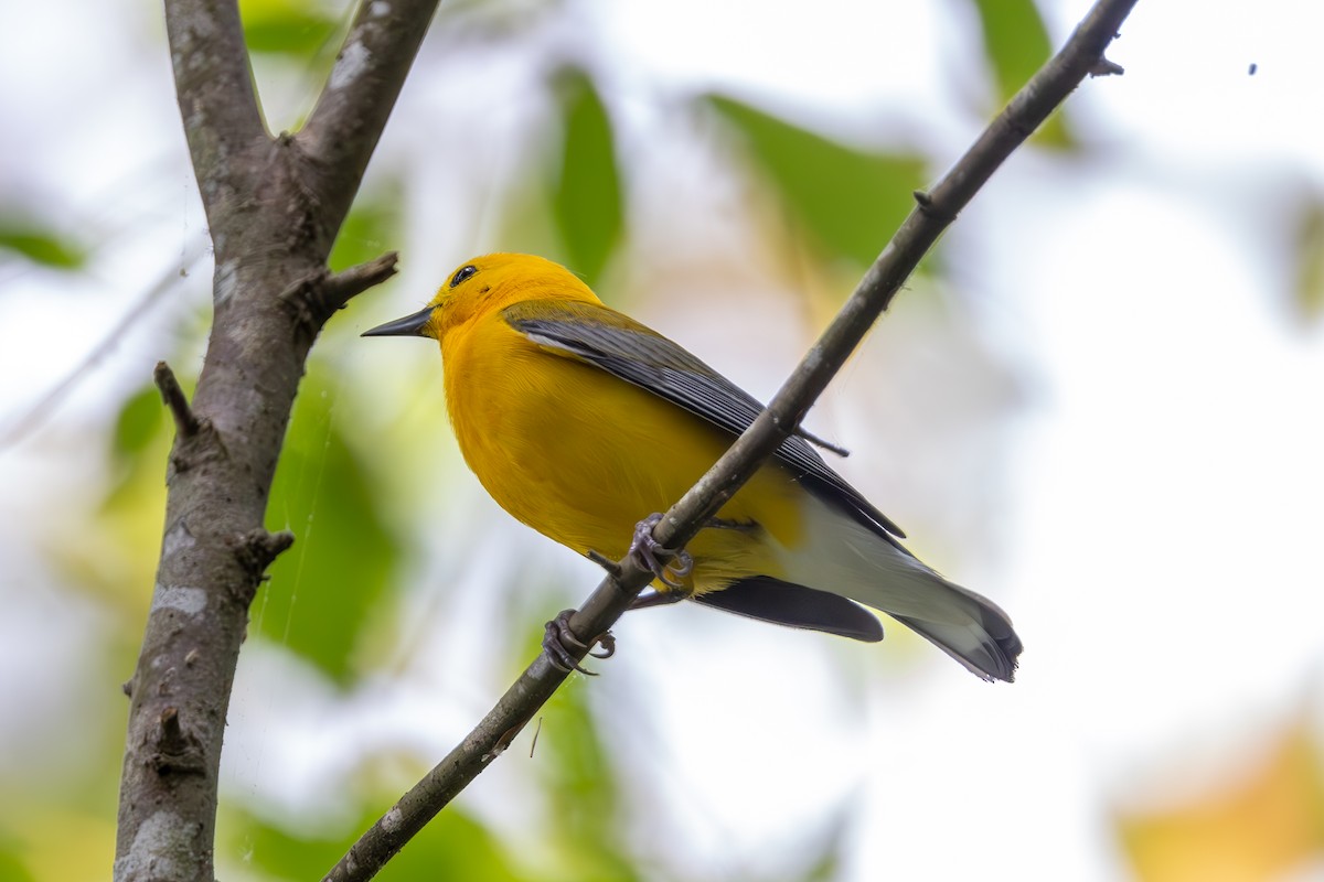 Prothonotary Warbler - ML619592243