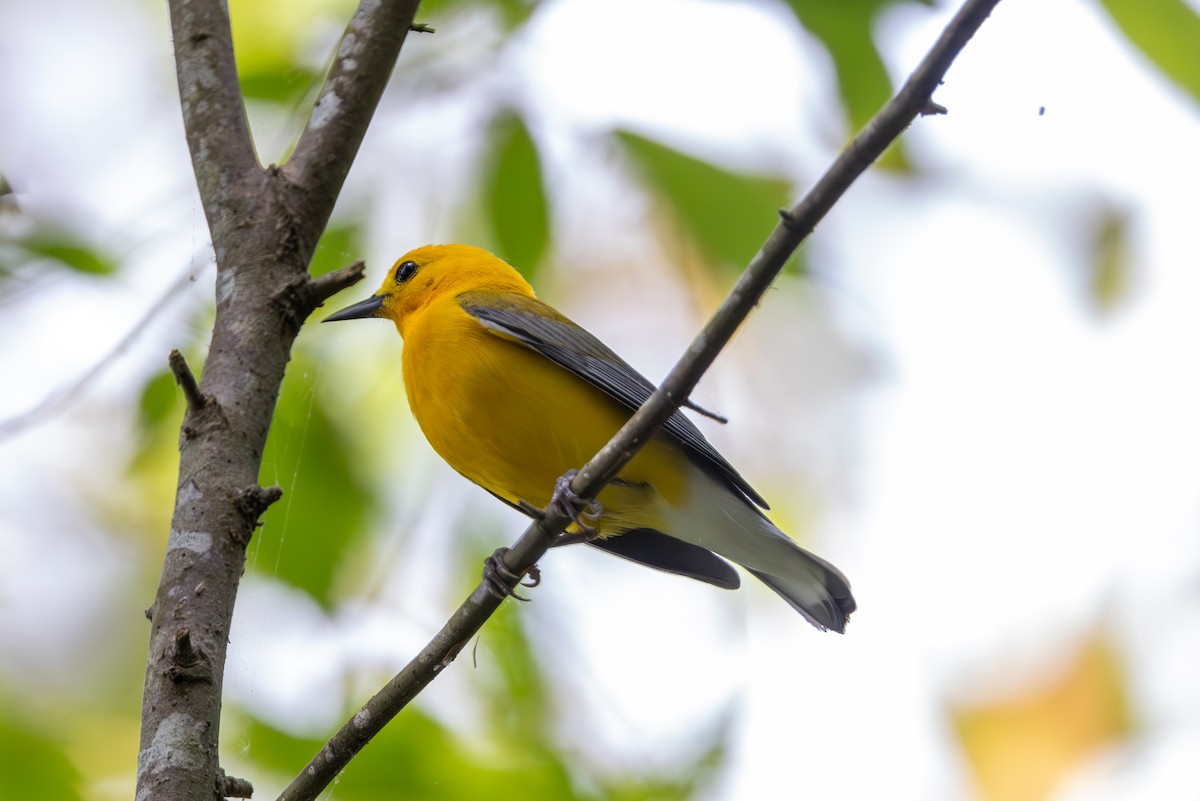Prothonotary Warbler - ML619592244