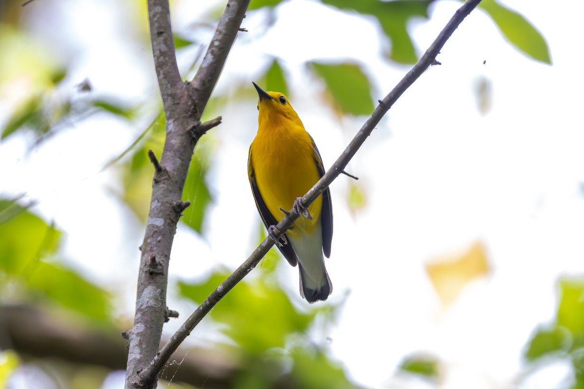 Prothonotary Warbler - ML619592246