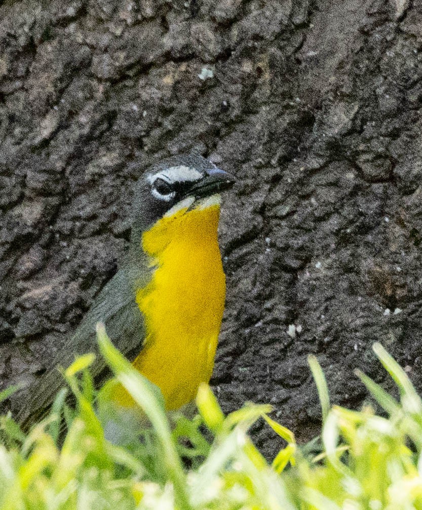 Yellow-breasted Chat - ML619592265