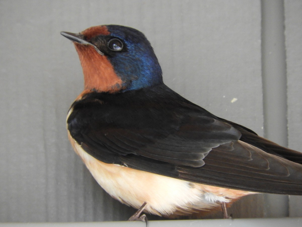 Barn Swallow - ML619592312