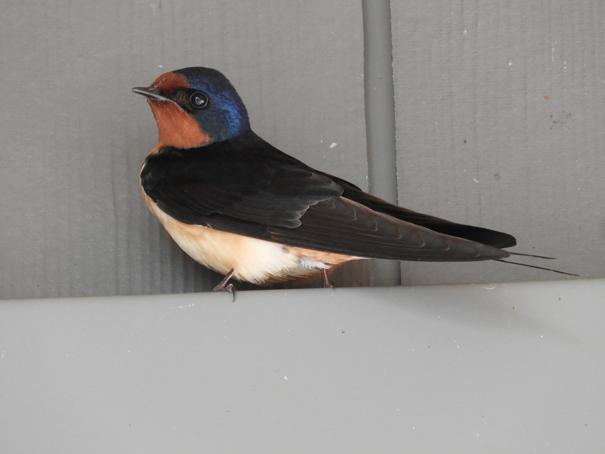 Barn Swallow - ML619592313