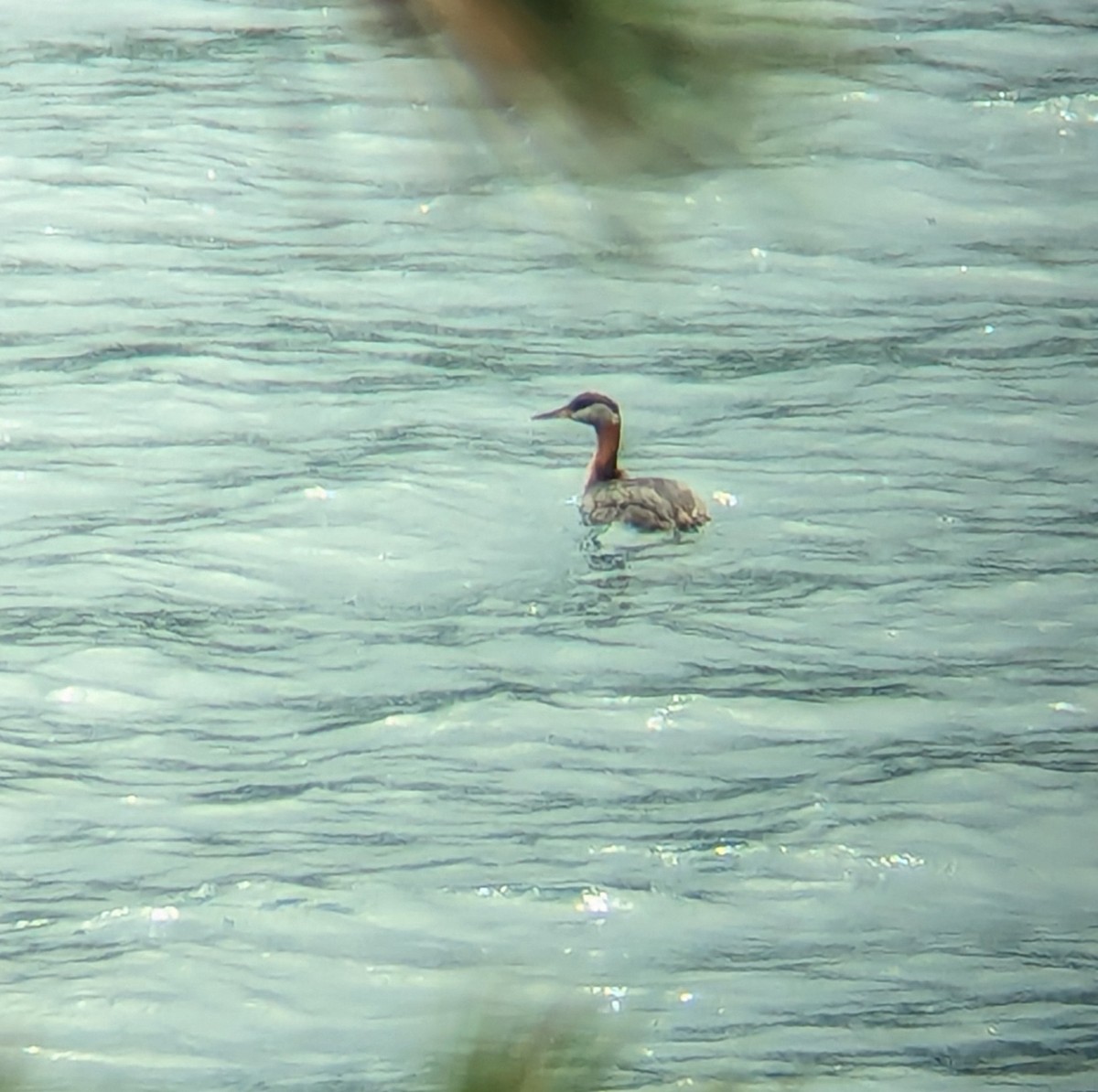 Red-necked Grebe - ML619592319