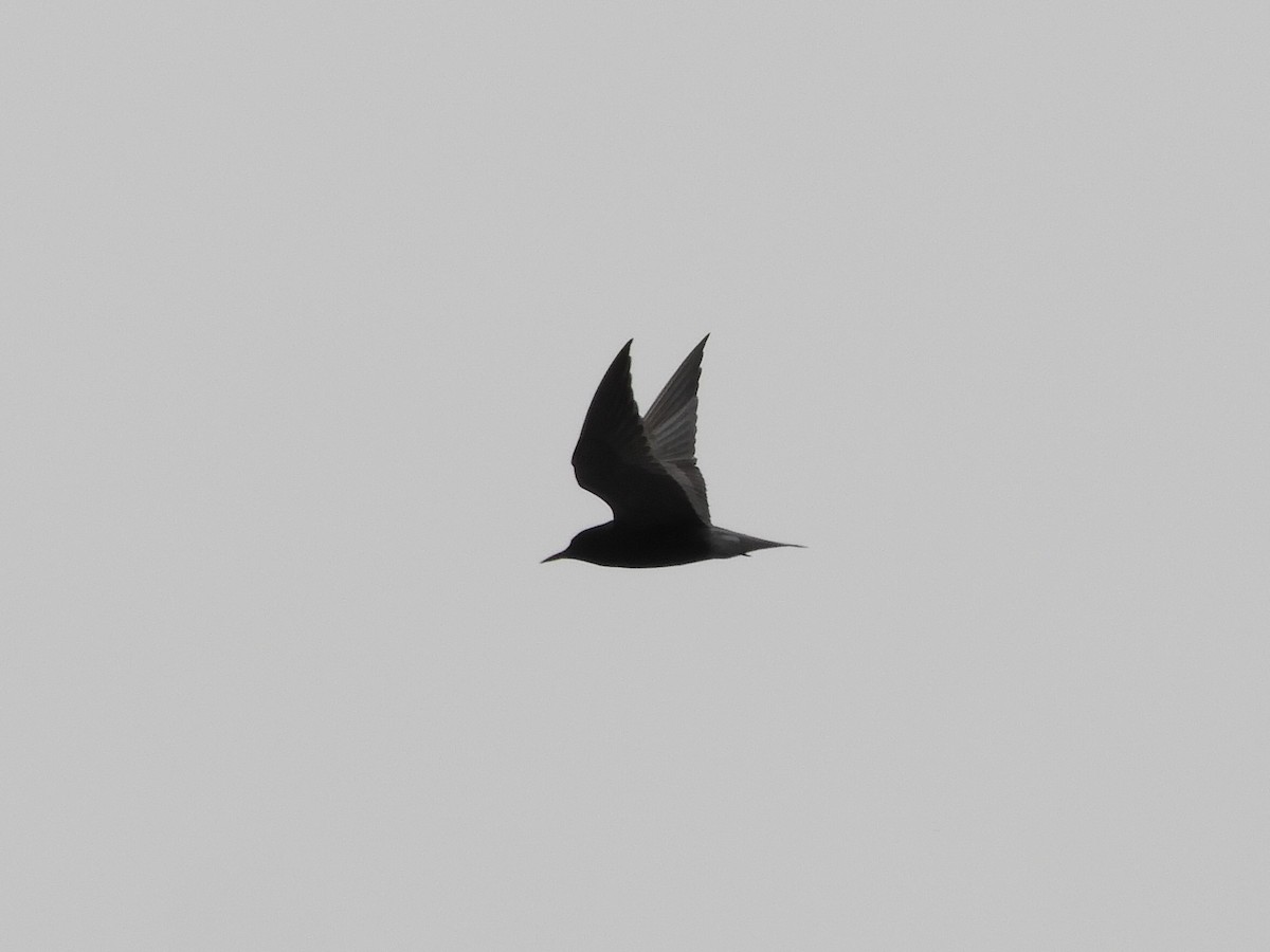 Black Tern - ML619592330