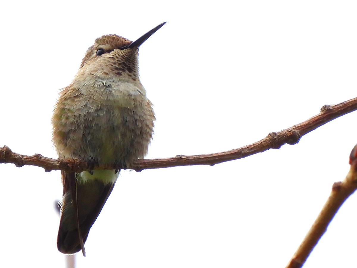 Anna's Hummingbird - ML619592341