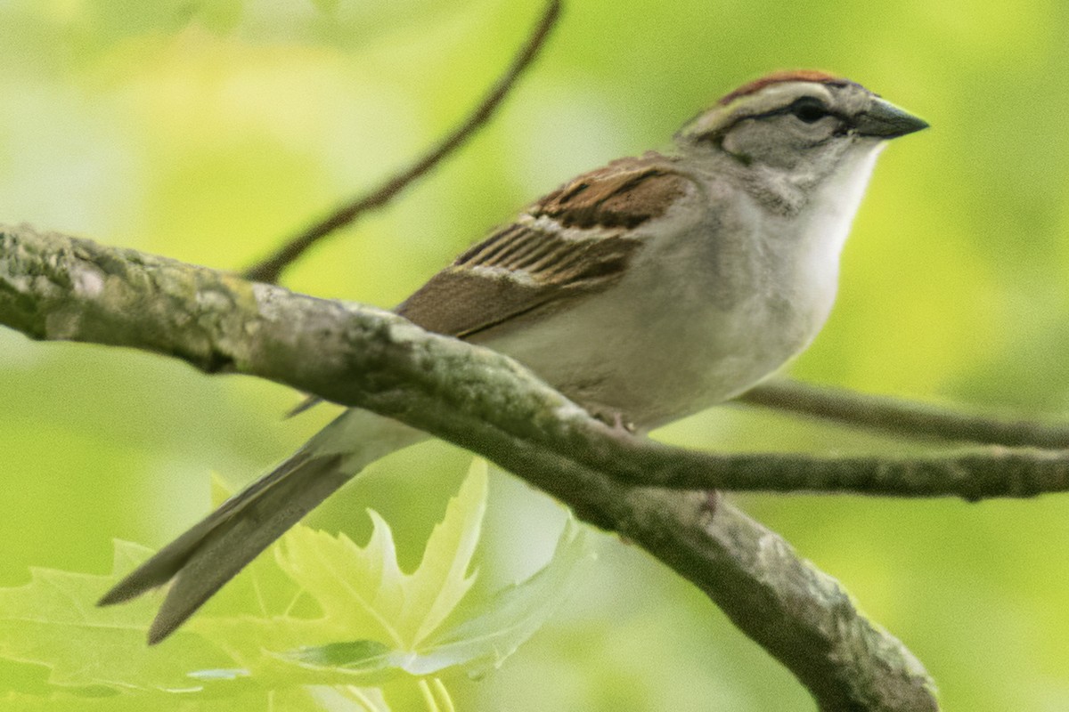Chipping Sparrow - ML619592363