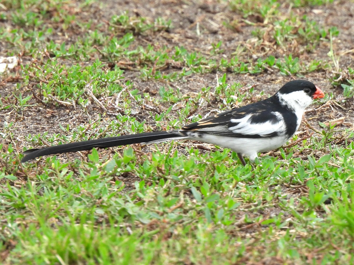 Pin-tailed Whydah - ML619592374