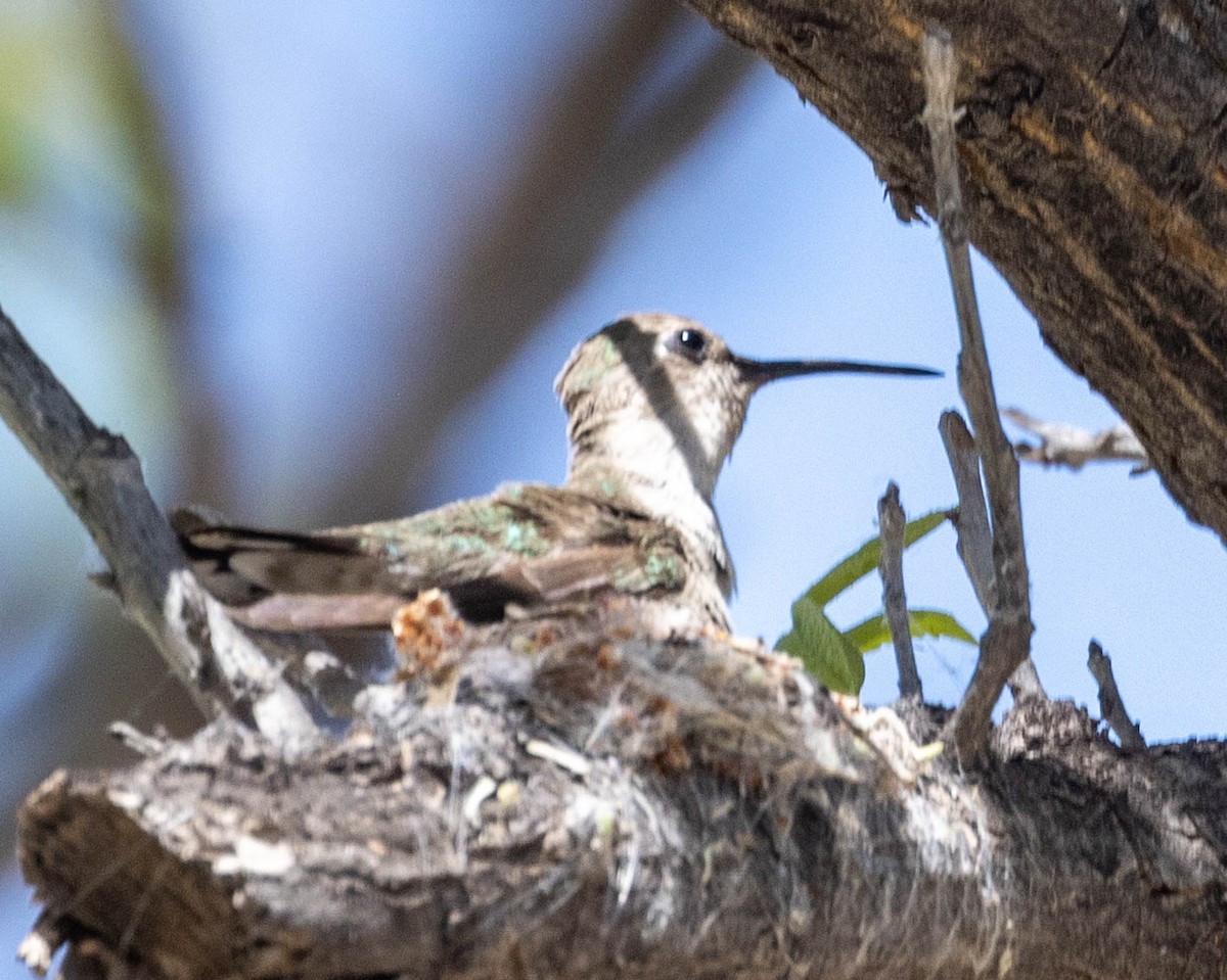 Costa's Hummingbird - ML619592385