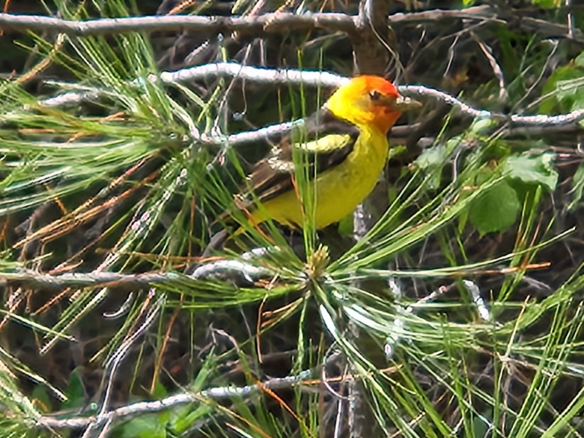 Western Tanager - ML619592422