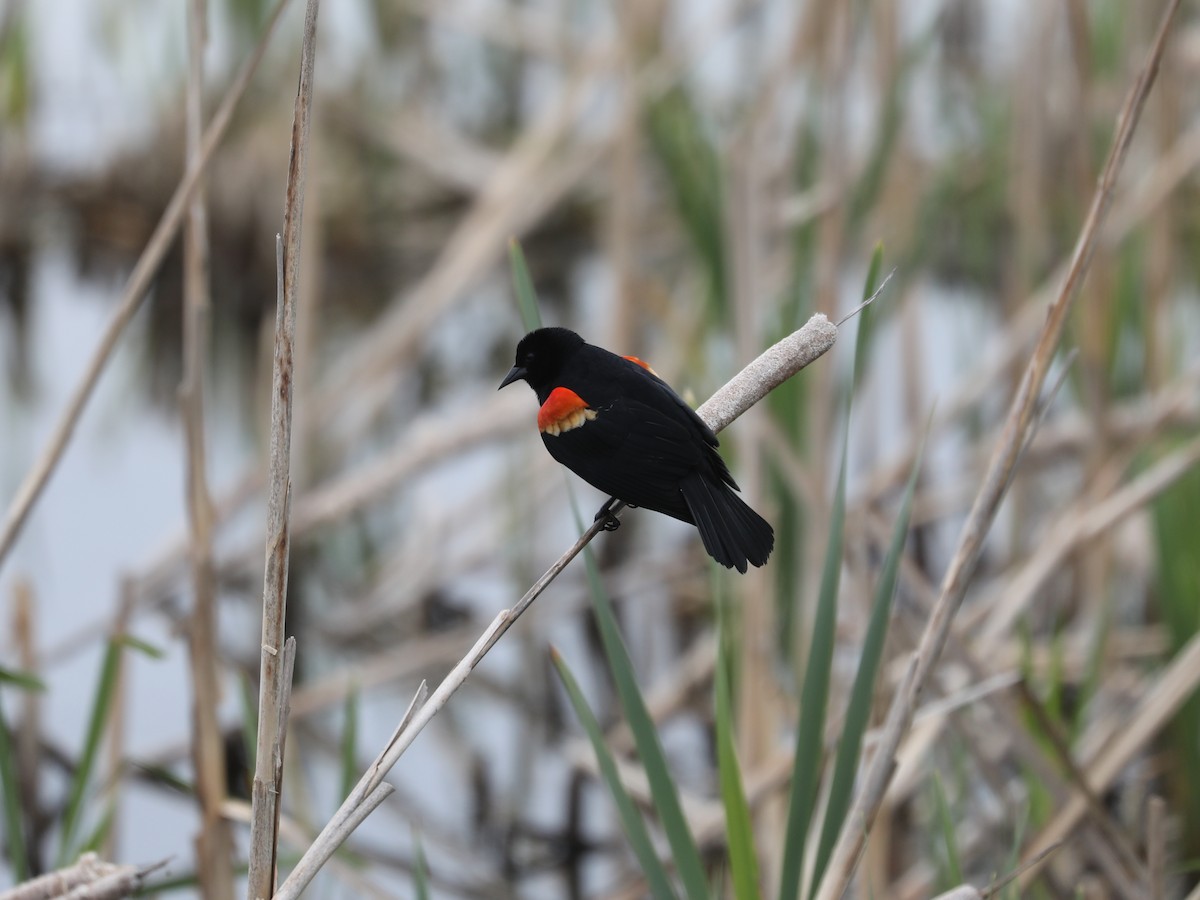 Red-winged Blackbird - ML619592435