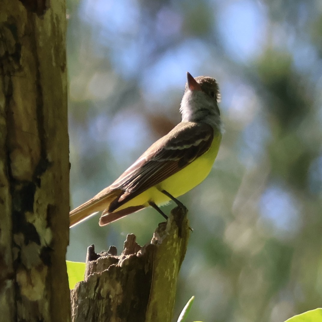Great Crested Flycatcher - ML619592436