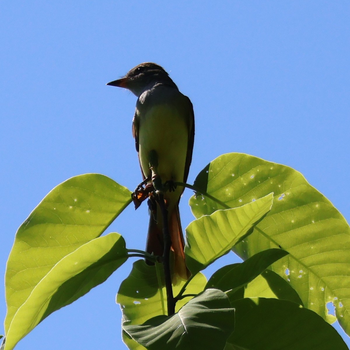 Great Crested Flycatcher - ML619592437