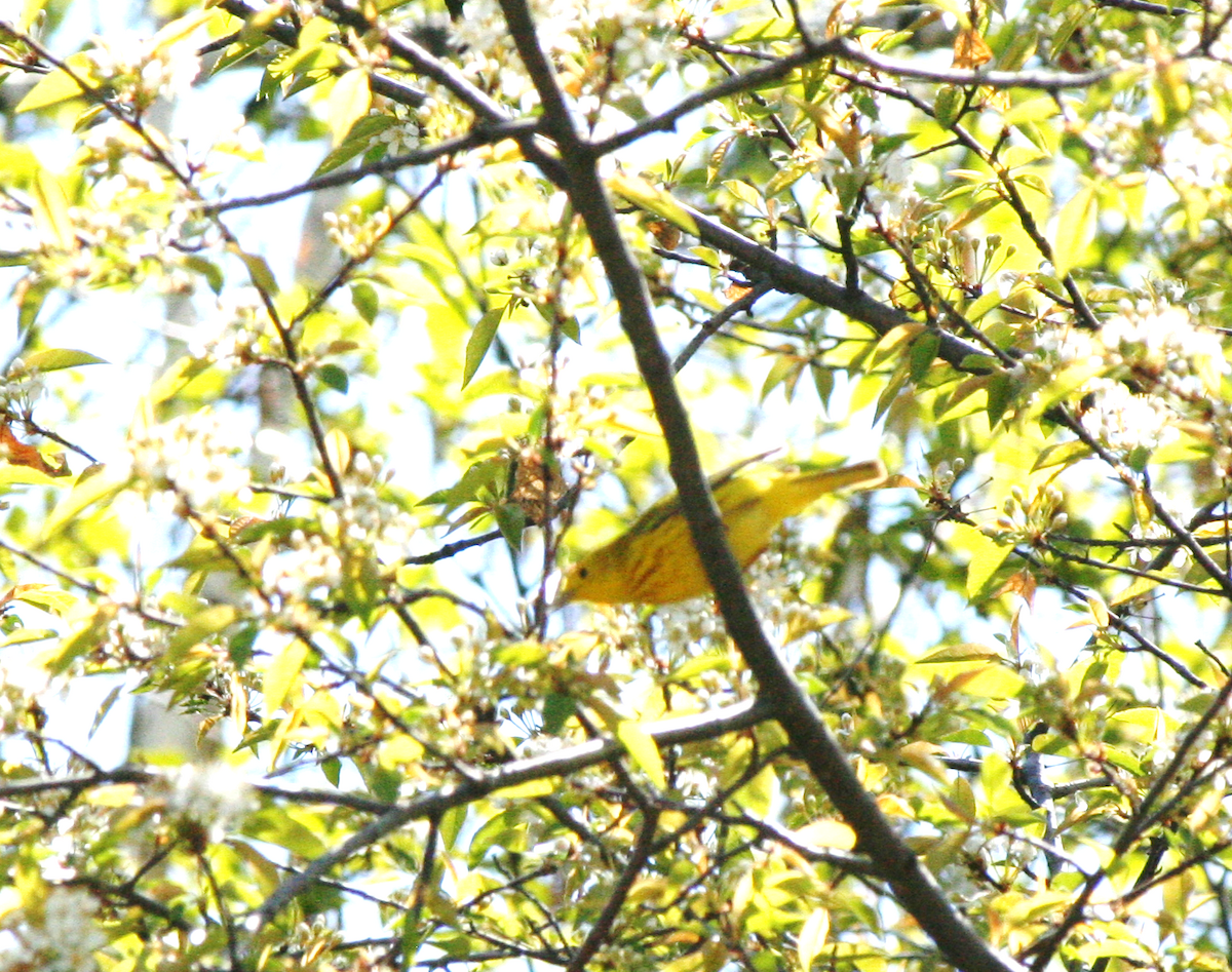 Yellow Warbler - ML619592515