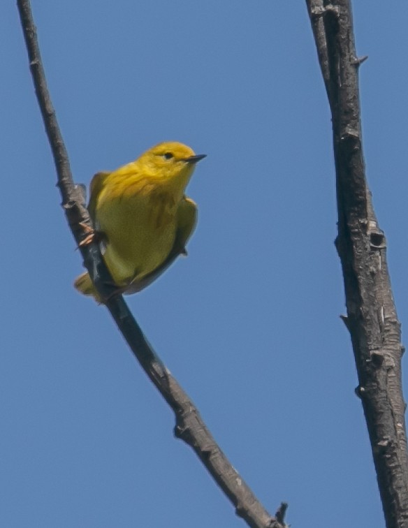 Yellow Warbler - ML619592530