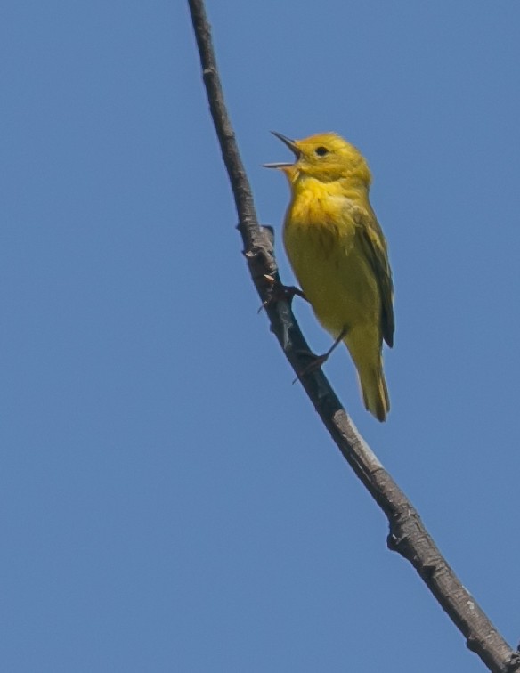 Yellow Warbler - ML619592531