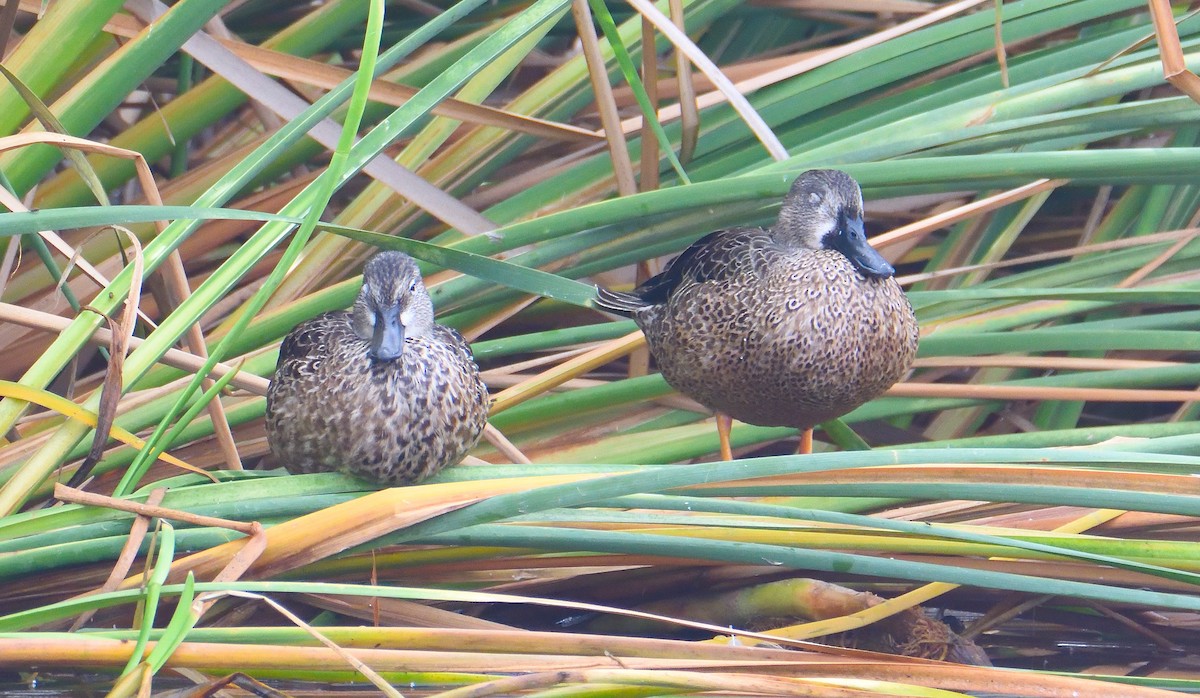 Blue-winged Teal - ML619592548