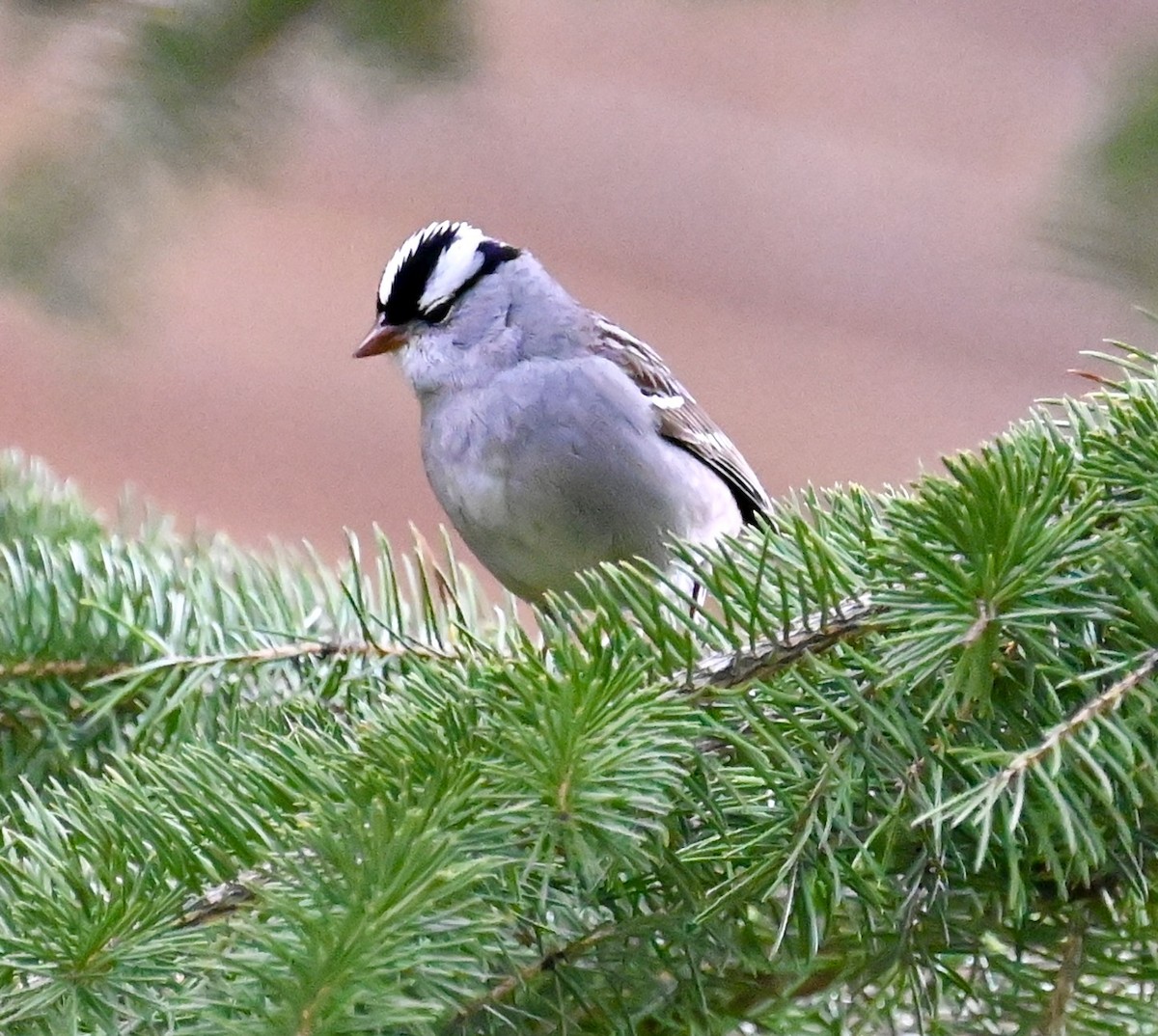 White-crowned Sparrow - ML619592557