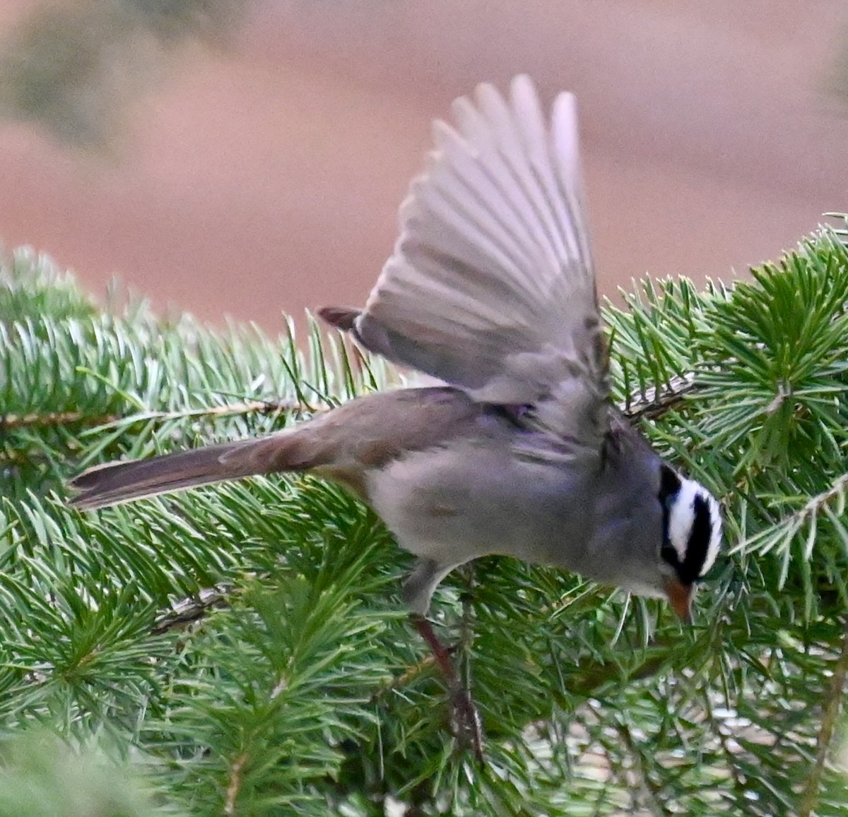 White-crowned Sparrow - ML619592560