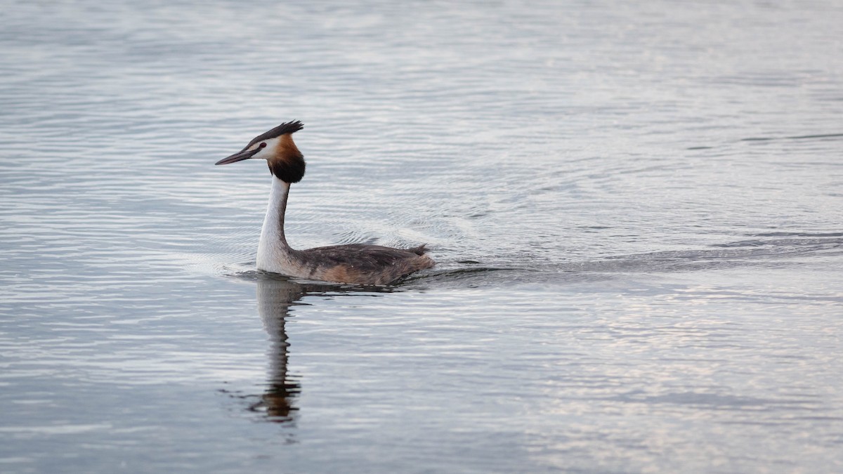 Great Crested Grebe - ML619592578