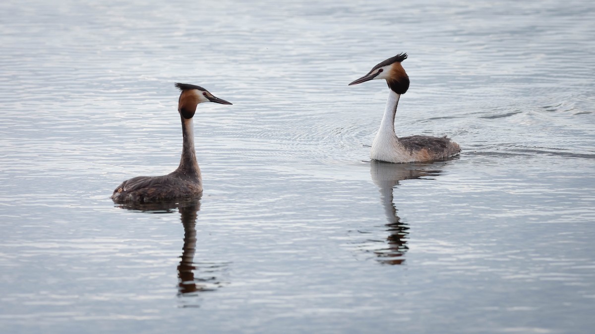 Great Crested Grebe - ML619592579