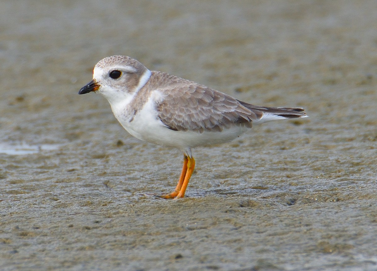 Piping Plover - ML619592624