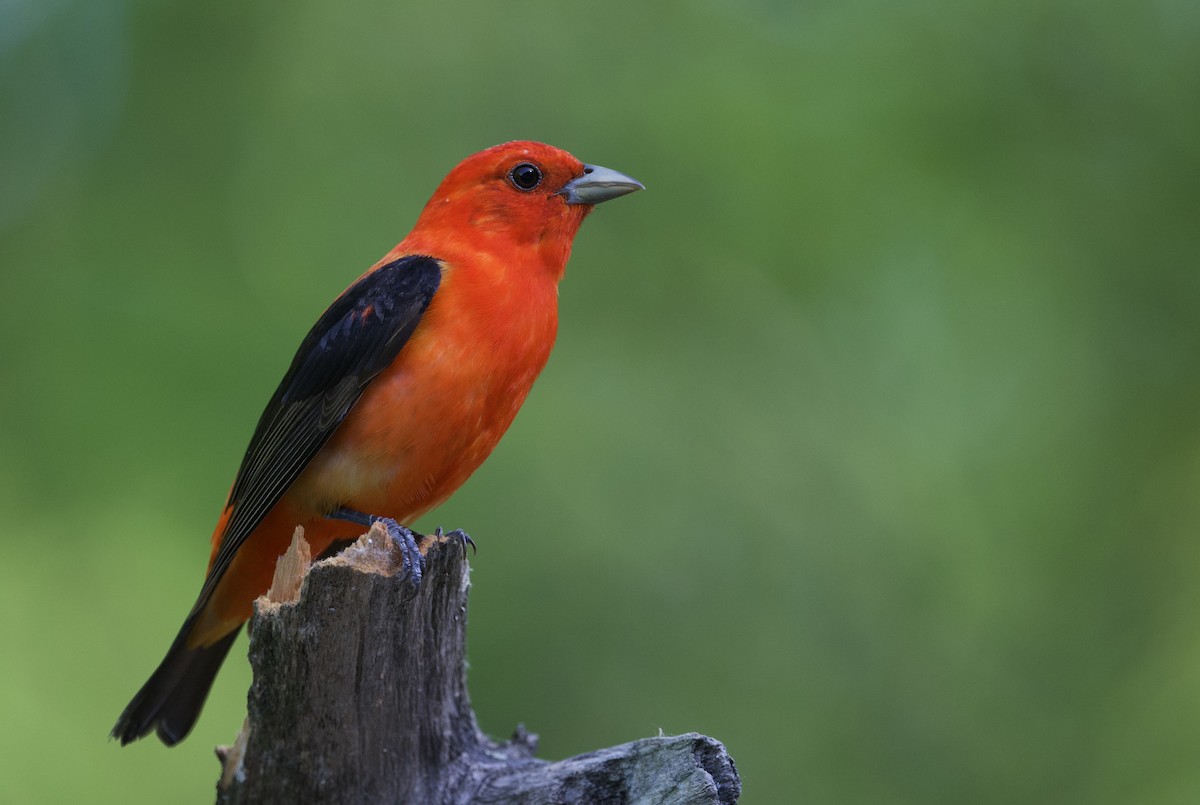 Scarlet Tanager - ML619592627