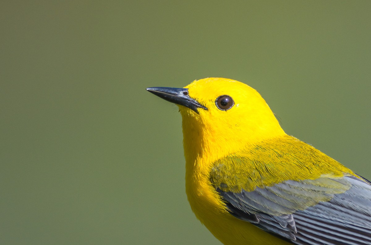 Prothonotary Warbler - ML619592652