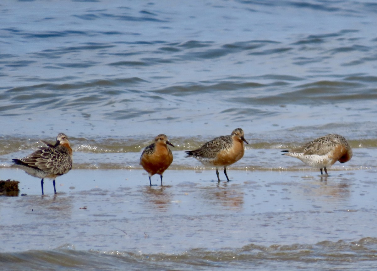 Red Knot - ML619592659