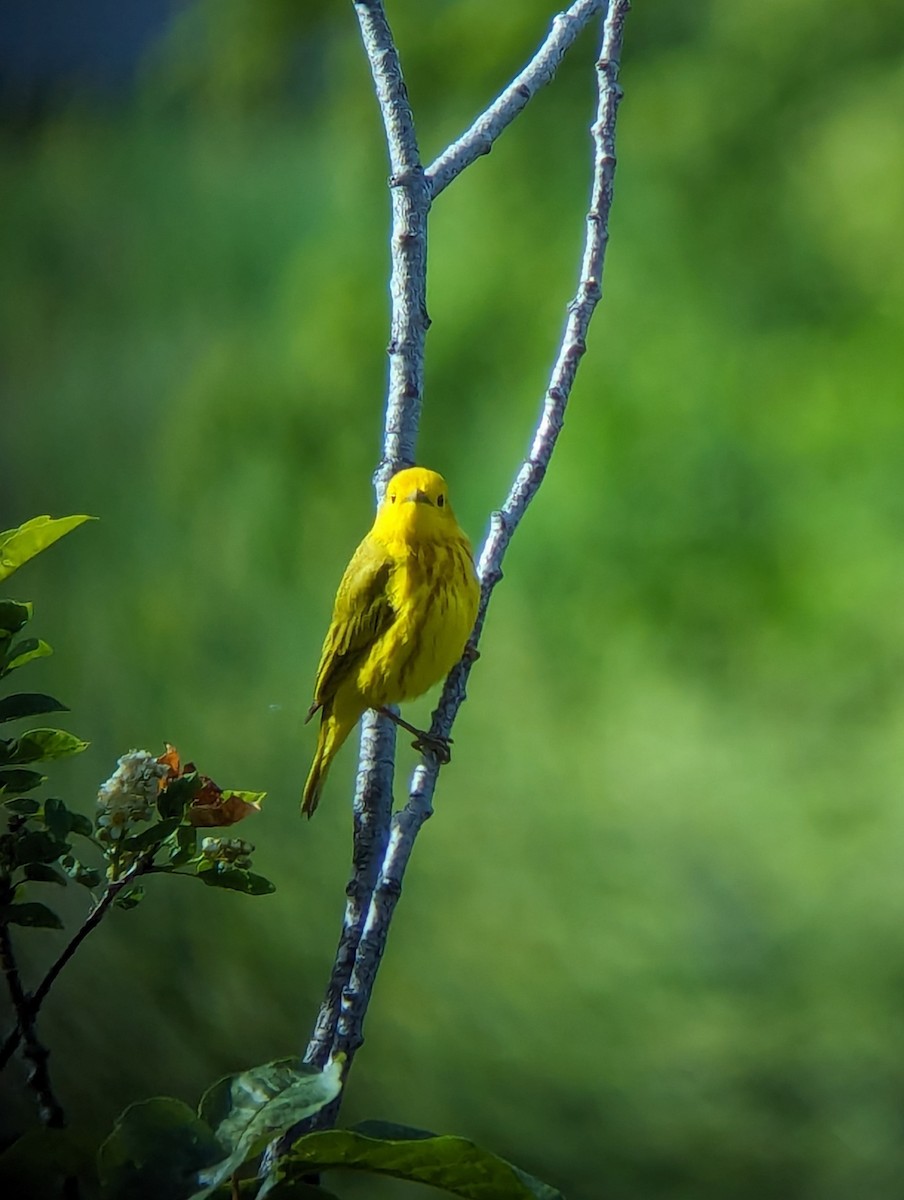 Yellow Warbler - ML619592662