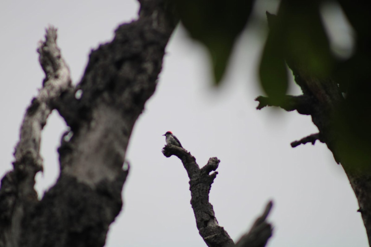 Acorn Woodpecker - ML619592666
