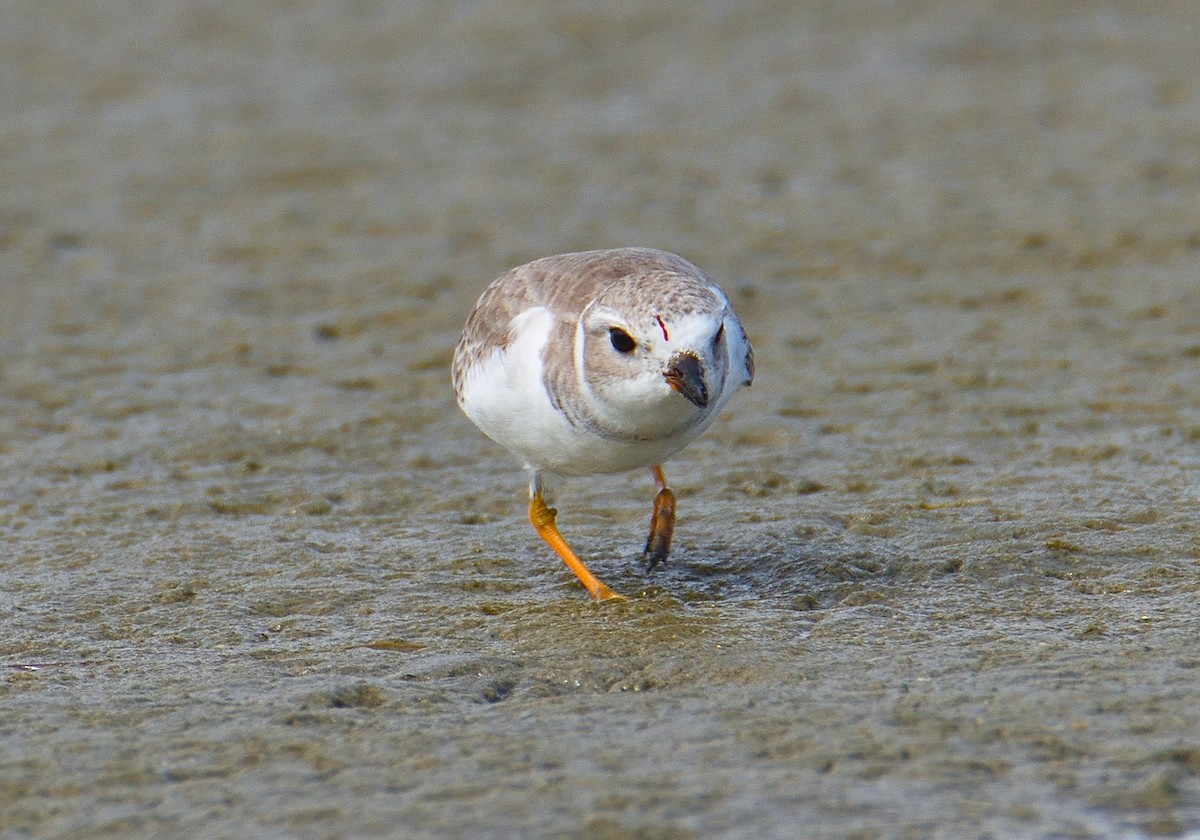 Piping Plover - ML619592698