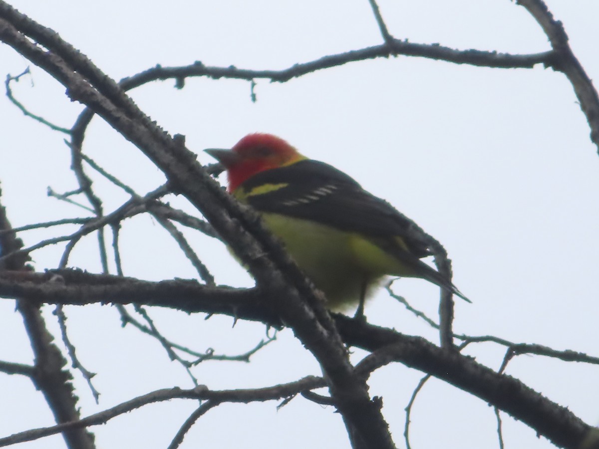 Western Tanager - ML619592715