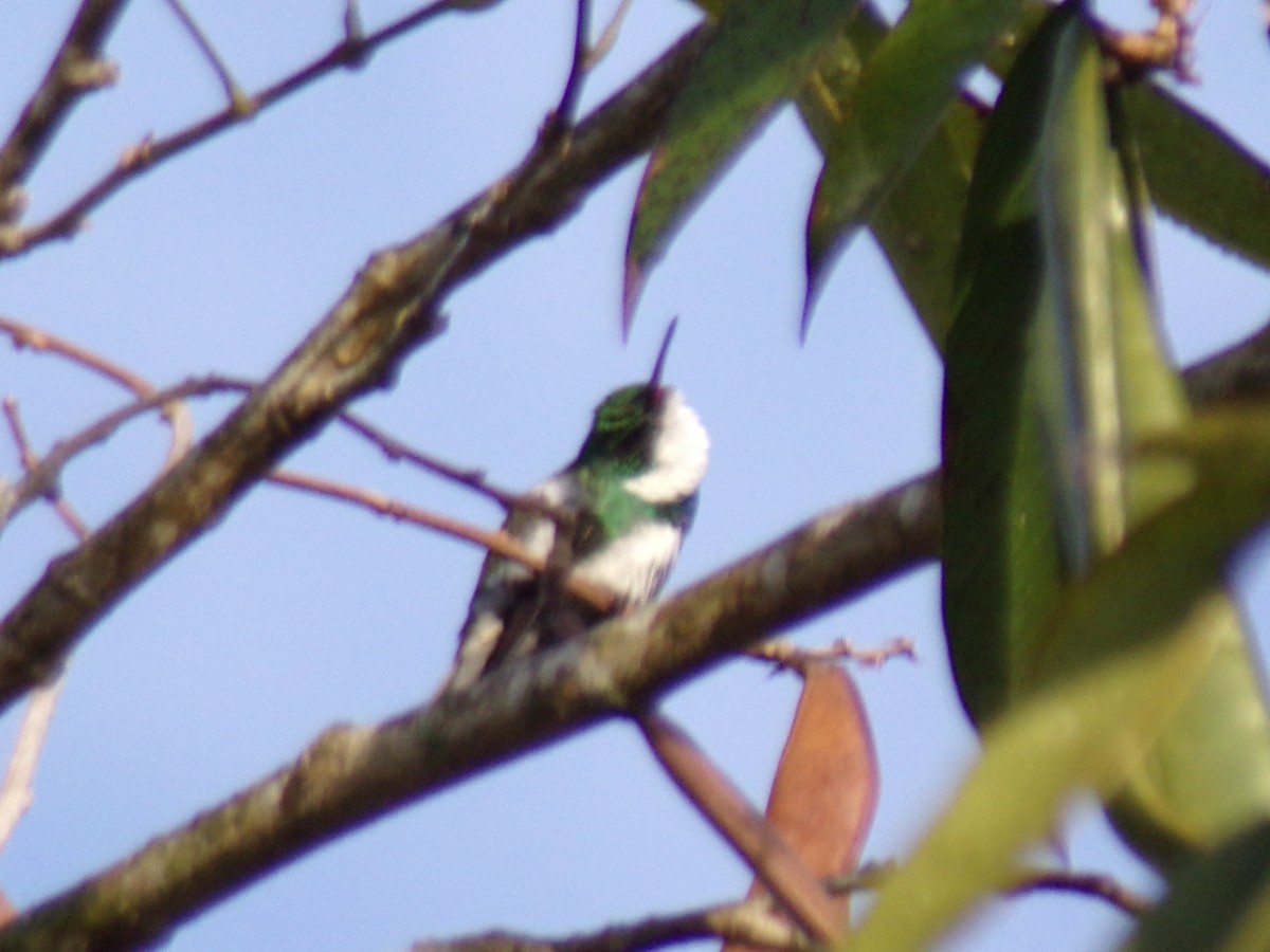 White-throated Hummingbird - ML619592732