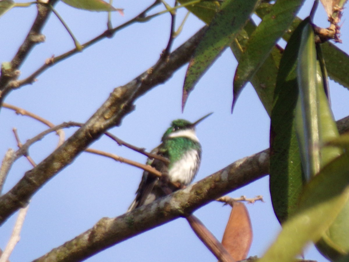 White-throated Hummingbird - ML619592733
