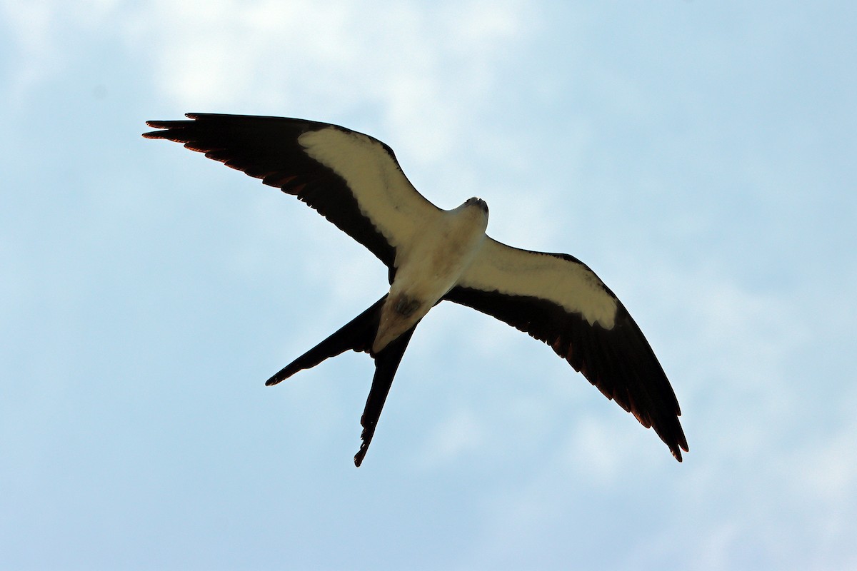 Swallow-tailed Kite - ML619592749