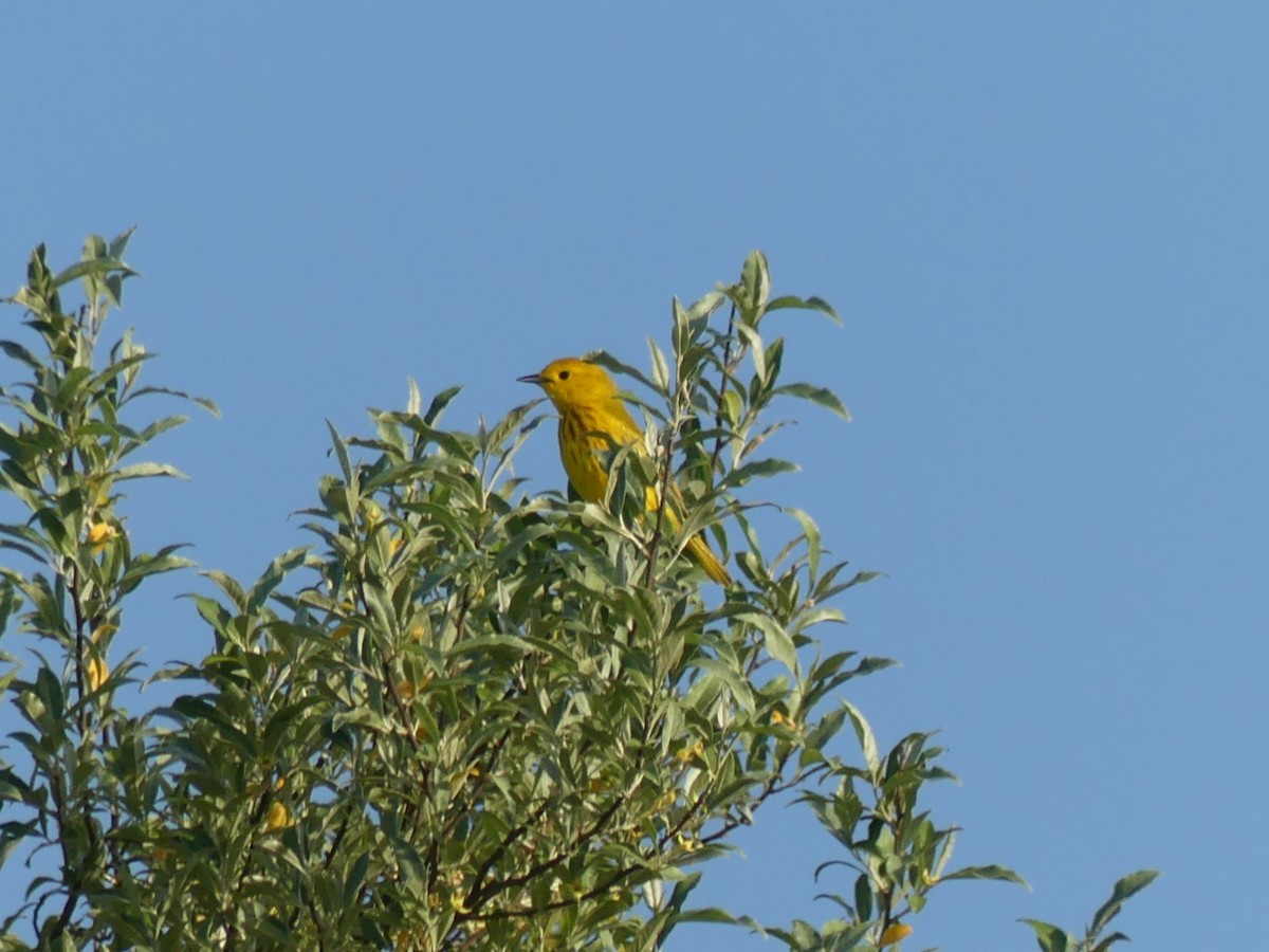 Yellow Warbler - ML619592758