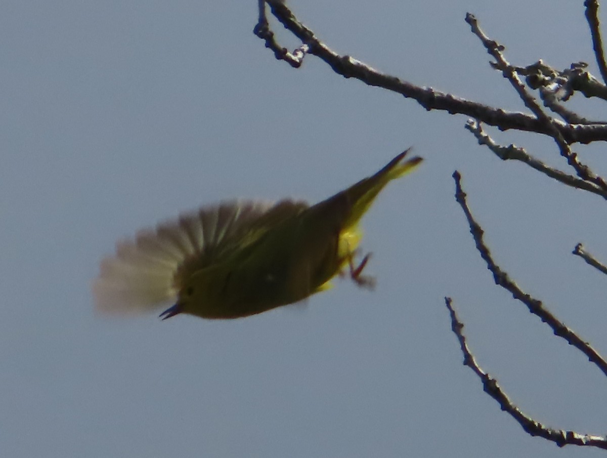 Yellow Warbler - ML619592770
