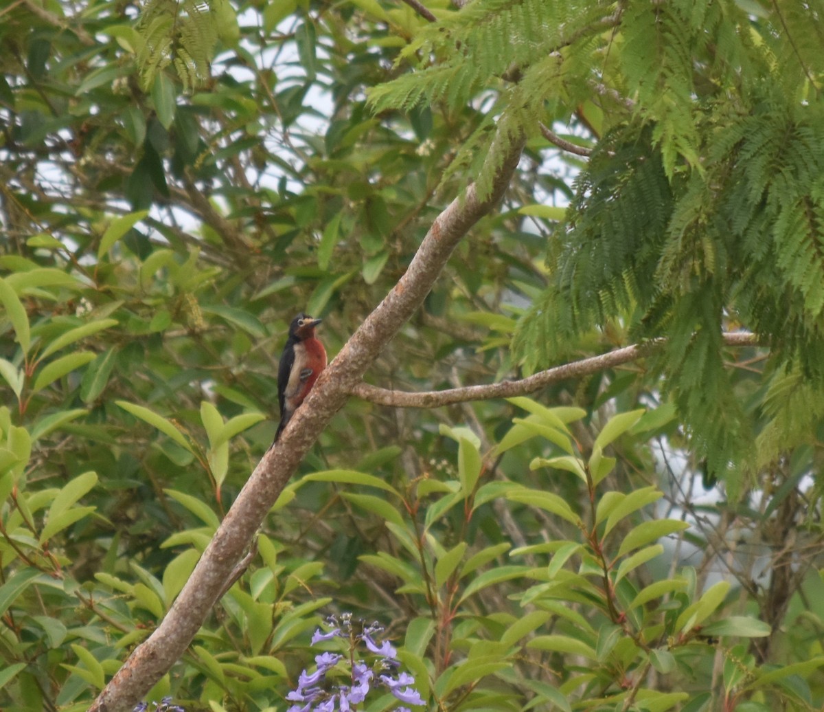 Puerto Rican Woodpecker - ML619592776
