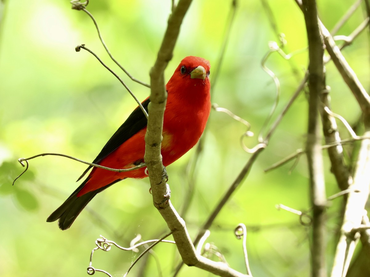 Scarlet Tanager - ML619592803