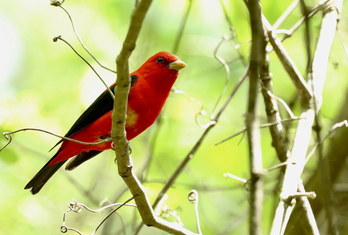 Scarlet Tanager - ML619592806