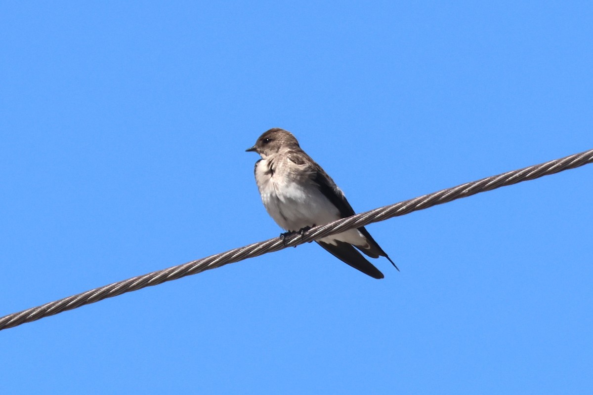 Northern Rough-winged Swallow - ML619592867
