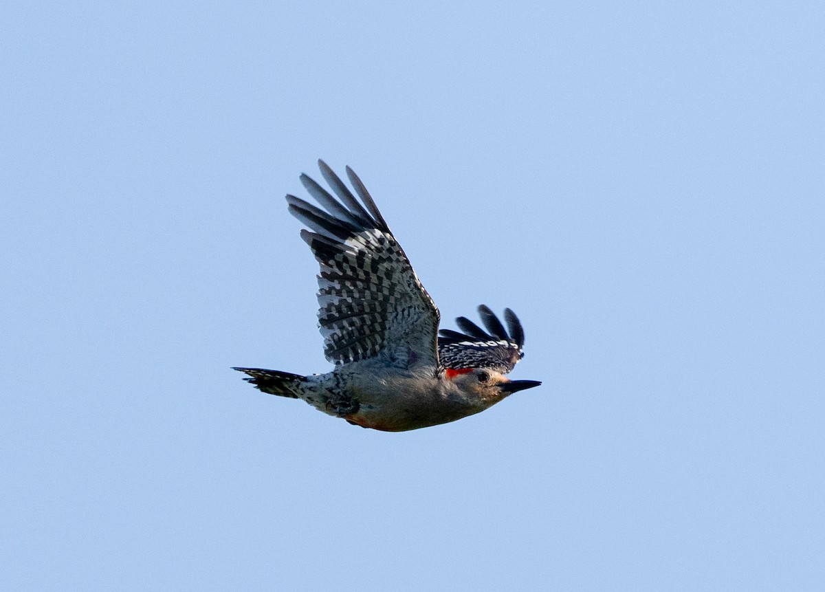 Red-bellied Woodpecker - ML619592872