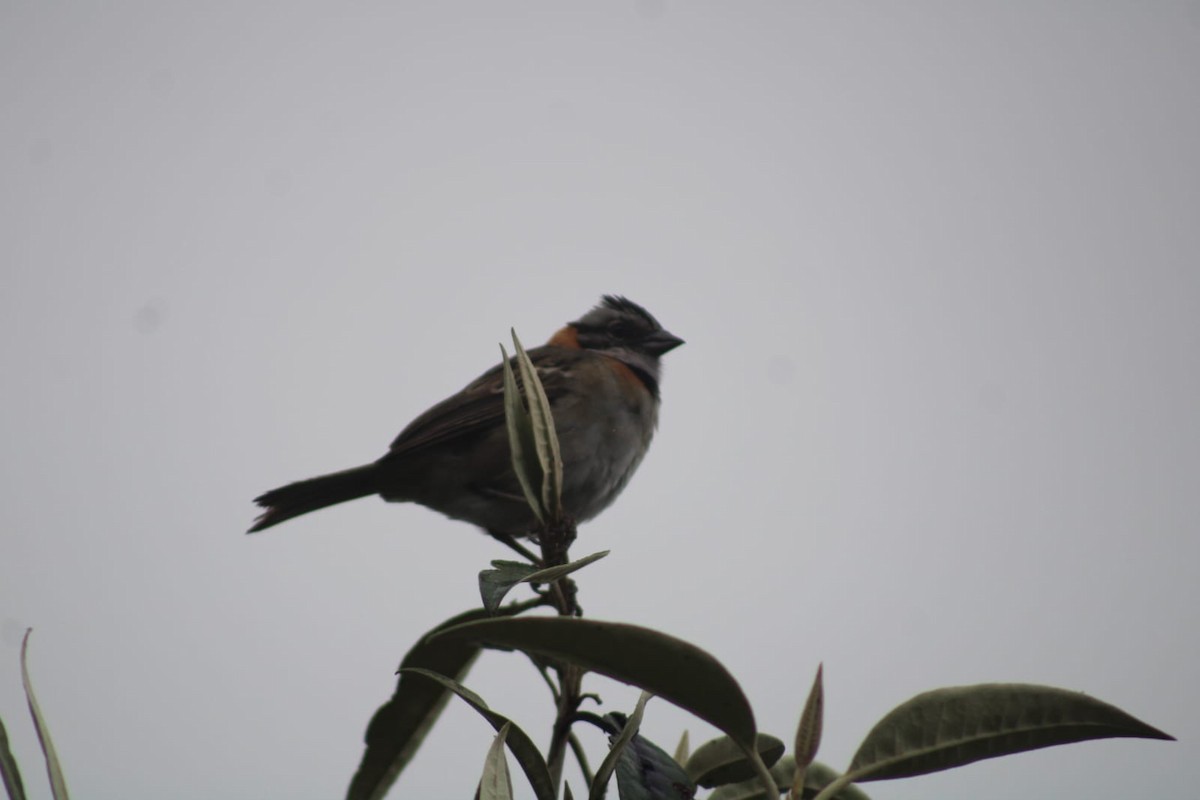 Rufous-collared Sparrow - ML619592887