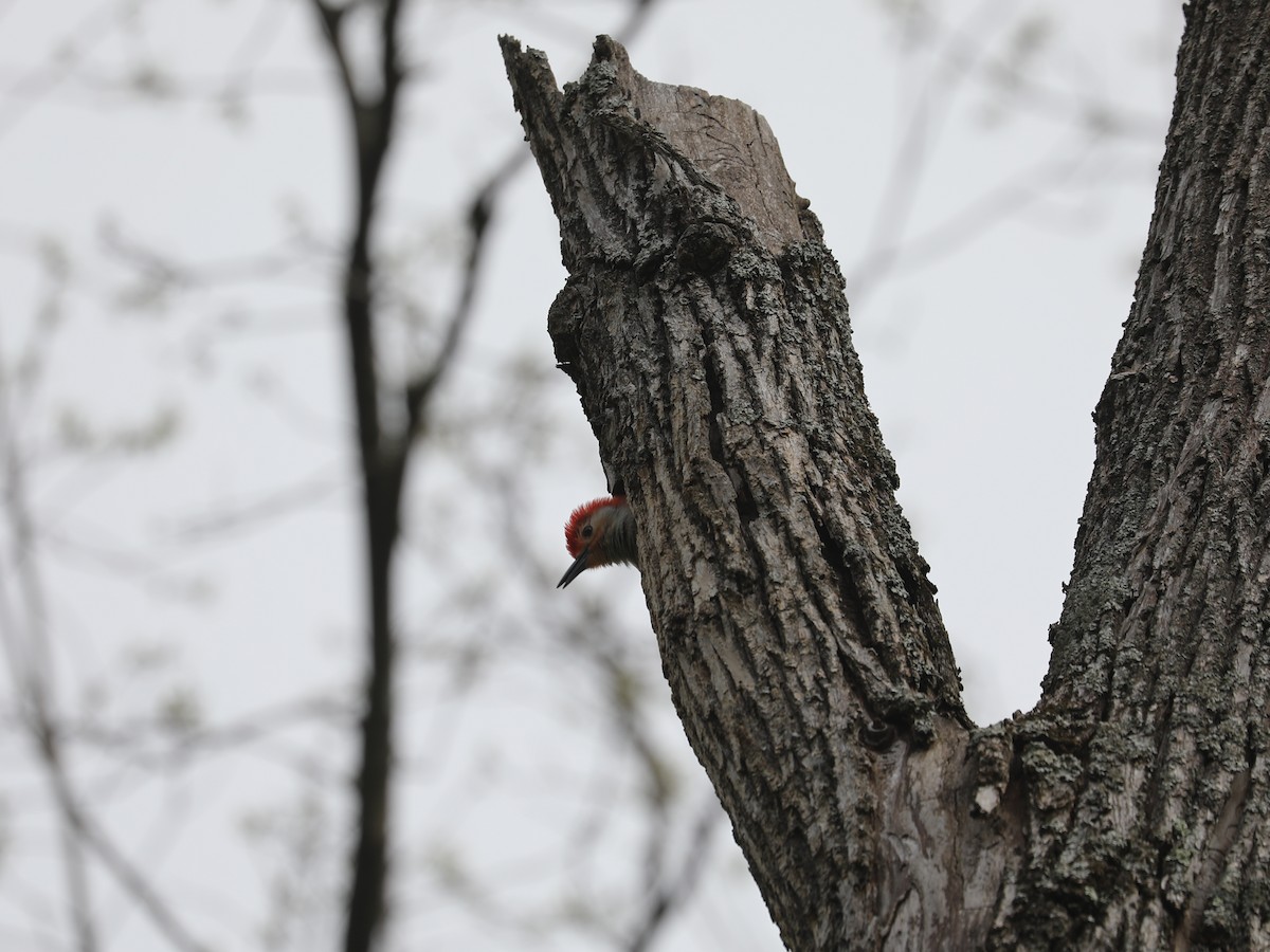 Red-bellied Woodpecker - ML619592906