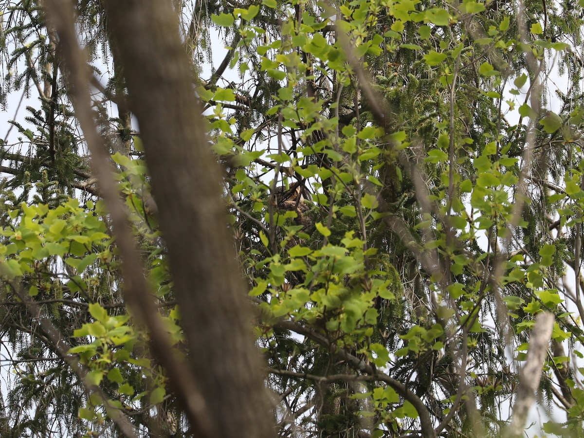 Great Horned Owl - ML619592909