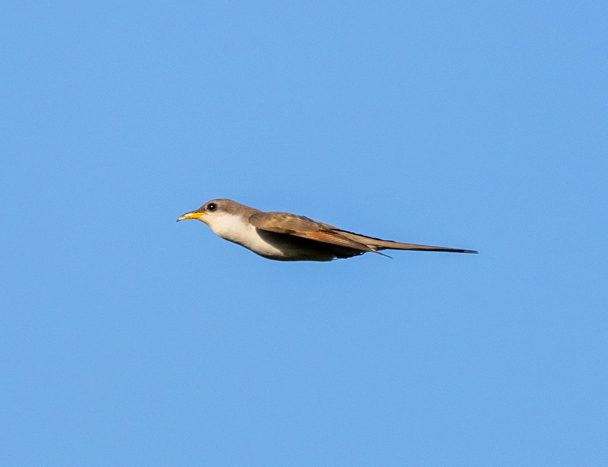 Yellow-billed Cuckoo - ML619592911