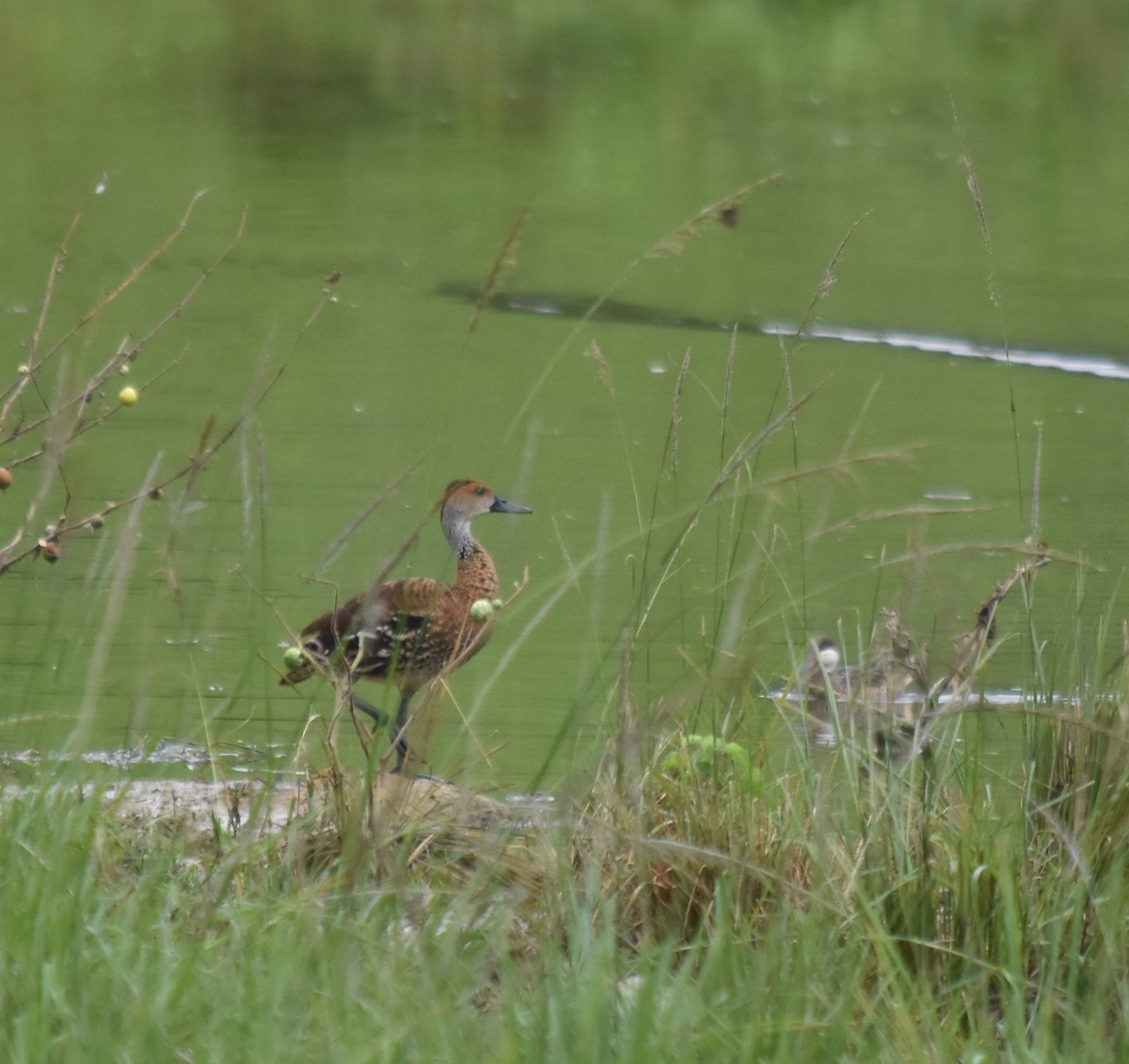 West Indian Whistling-Duck - ML619592972