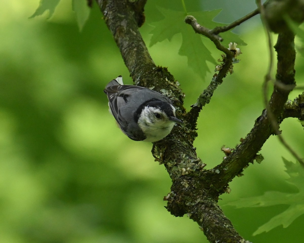 White-breasted Nuthatch - ML619592973