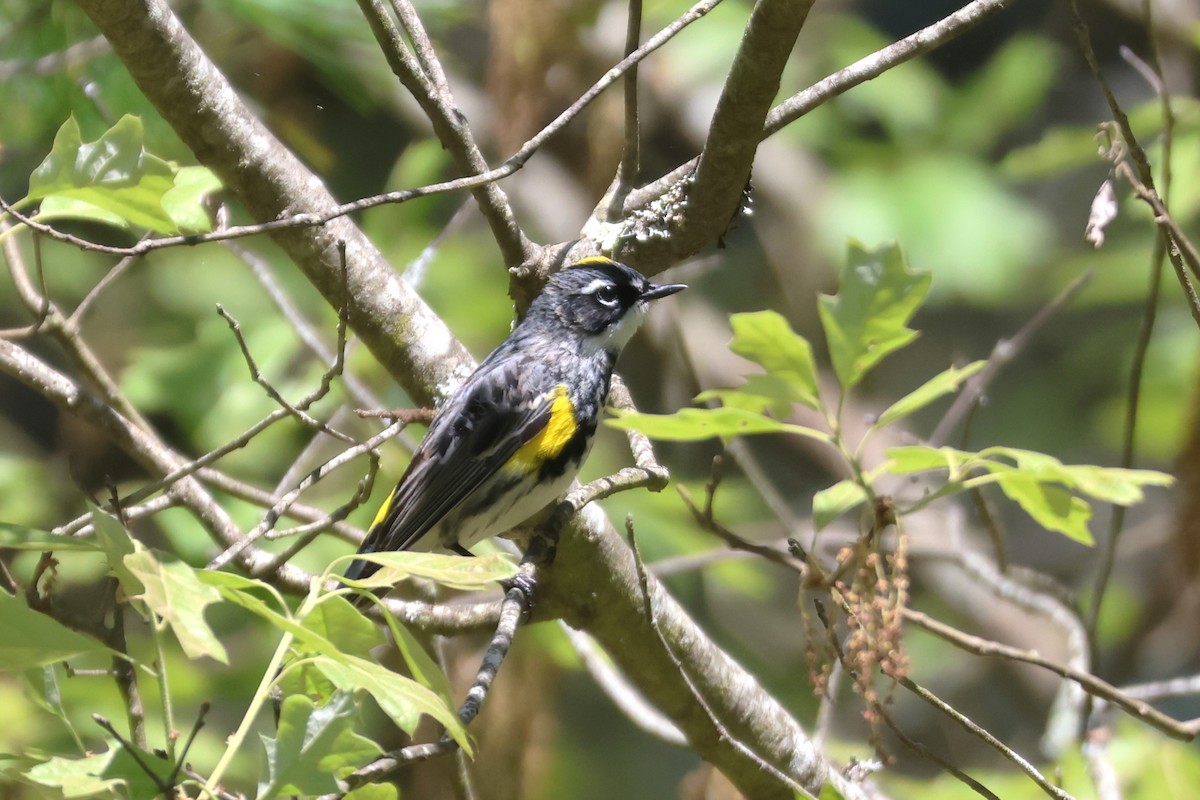 Yellow-rumped Warbler (Myrtle) - ML619592981