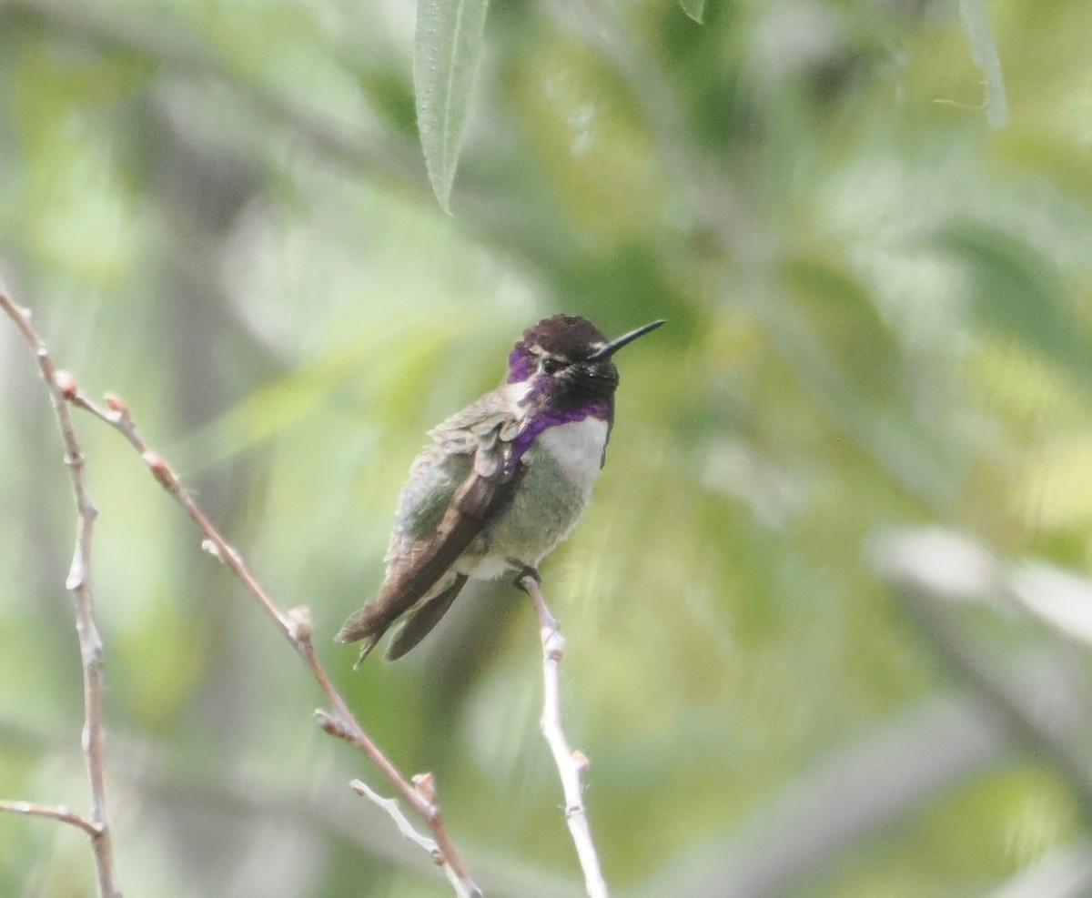 Costa's Hummingbird - ML619592988